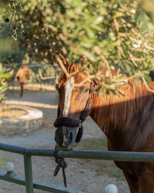 CHR - Crete Horse Riding: East Coastline Ride - Frequently Asked Questions