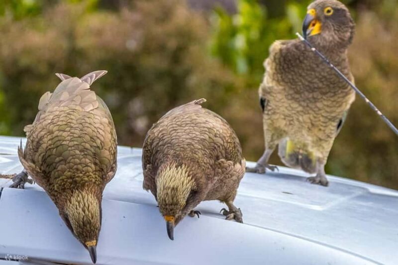 Christchurch: Arthurs Pass & Castle Hill Private Tour - Exploring the Scenic South Island in Comfort and Style