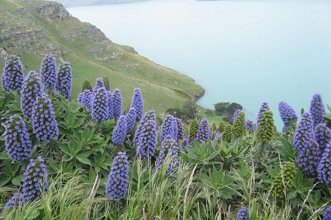 Christchurch Coastal Hiking Tour - Tour Highlights