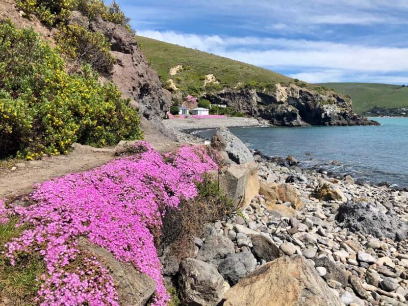 Christchurch: Guided Crater Rim Walk with Coastal Scenery - Who Is This Tour Perfect For?