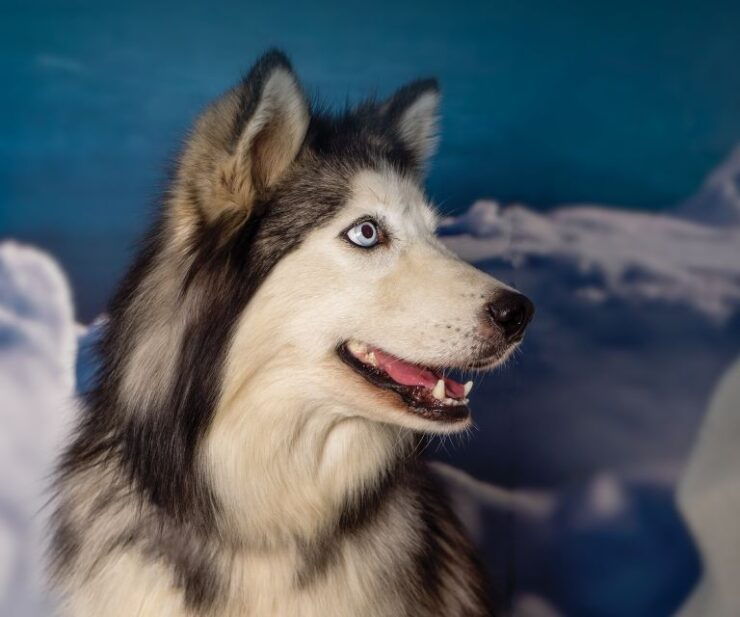 Christchurch International Antarctic Centre Entry Tickets - Ticket Information