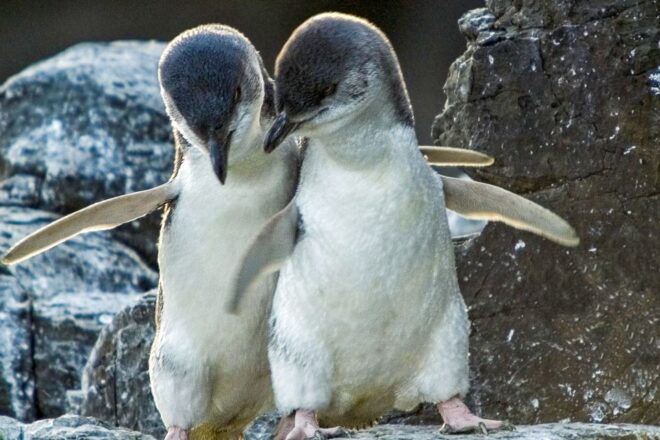 Christchurch International Antarctic Centre Entry Tickets - Unaccompanied Minors and Transportation