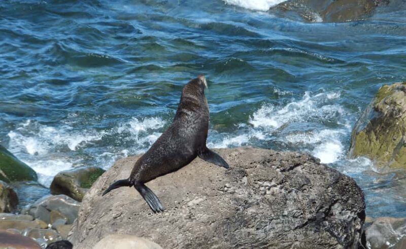 Christchurch: Kaikoura Day Tour with Hotel Pickup - The Experience: What Makes It Stand Out