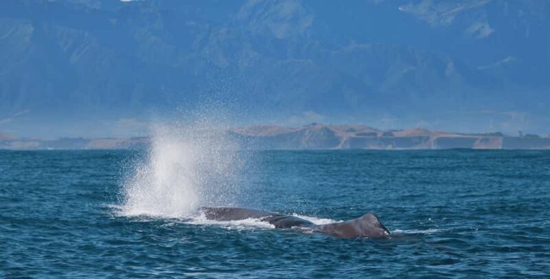Christchurch: Kaikoura Day Tour with Hotel Pickup - The Sum Up