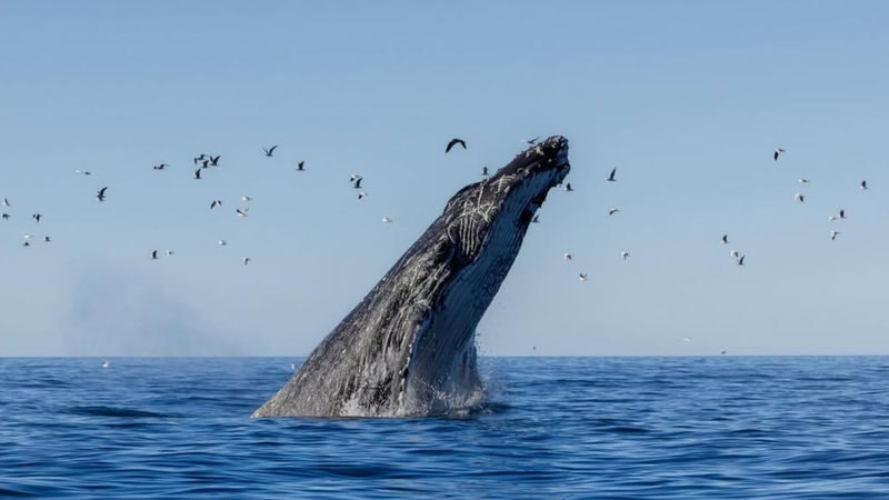 Christchurch Kaikoura Whale Watching or Fishing Experience - Key points before you book