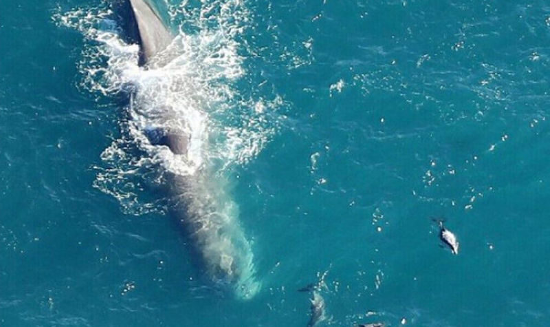 Christchurch Kaikoura Whale Watching or Fishing Experience - Christchurch to Kaikoura: the drive is part of the day
