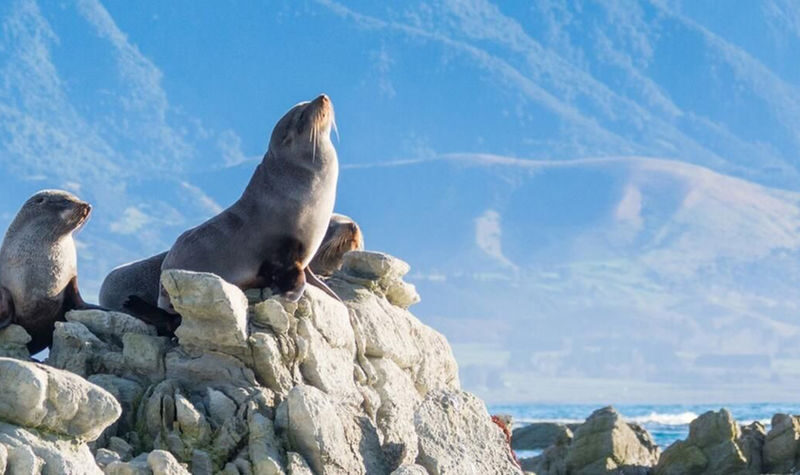Christchurch Kaikoura Whale Watching or Fishing Experience - Whale watching or fishing: check what you are selecting