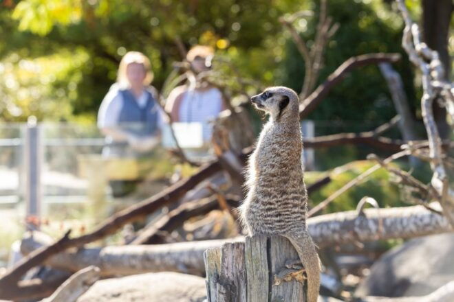 Christchurch: Orana Wildlife Park Admission - Tips for Visiting Orana Wildlife Park