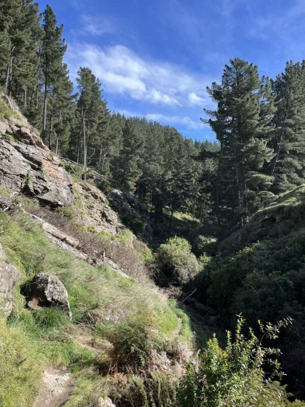 Christchurch: Port Hills Full-Day Trail Running Tour - Why Choose This Experience?