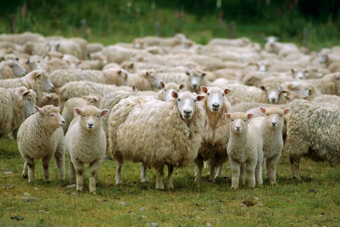 Christchurch Sheep Farm Visit - Overview of the Experience