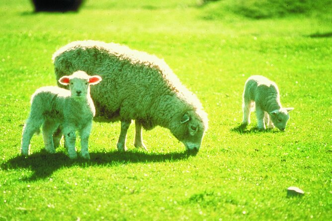 Christchurch Sheep Farm Visit - Traveler Photos and Reviews