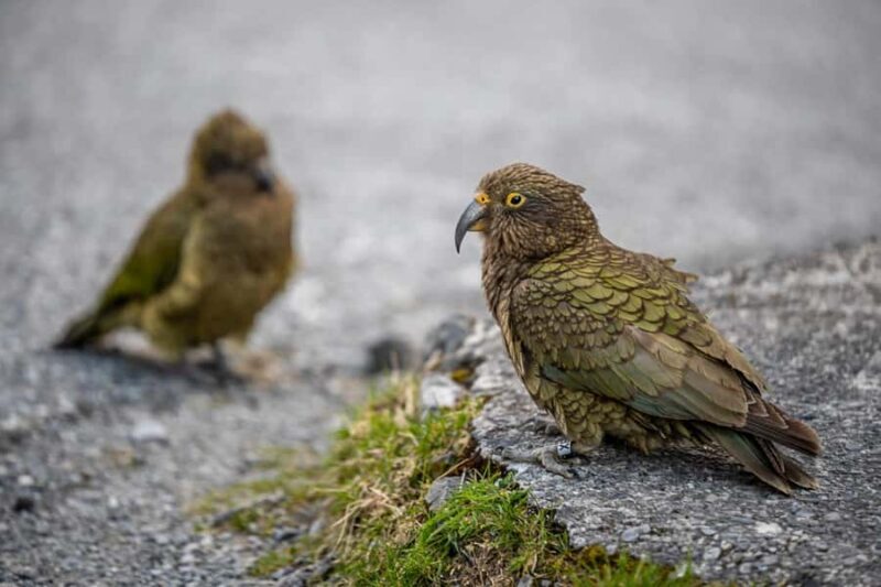 Christchurch to Franz Josef Tour with TranzAlpine (1 way) - Christchurch to Franz Josef Tour with TranzAlpine (1 way)
