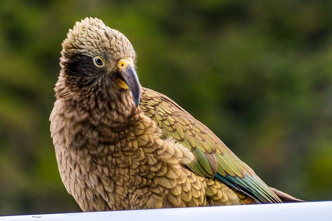 Christchurch to Franz Josef via Hokitika (1 way) - Good To Know