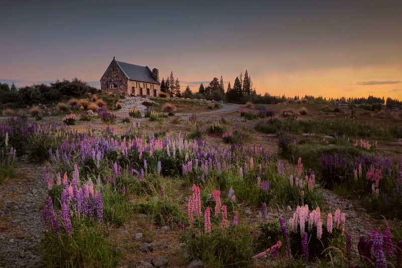 Christchurch to Lake Tekapo One-Way Small Group Tour - Christchurch to Tekapo, with the driving taken care of