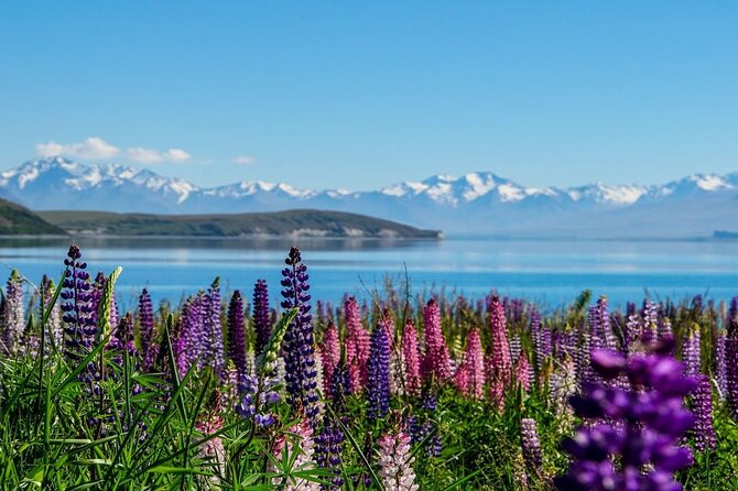 Christchurch to Mt Cook via Lake Tekapo Half-Day Tour (One-Way) - Additional Information