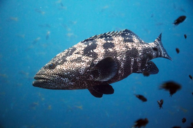 Chumphon Pinnacle-Koh Tao 2 Dive Trip for Certified Divers - Certification Requirements