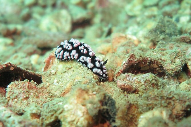 Chumphon Pinnacle-Koh Tao 2 Dive Trip for Certified Divers - Booking and Cancellation Policy