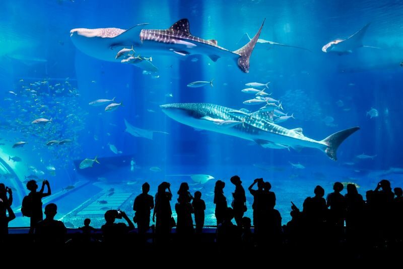 Churashima Okinawa Bus Day Tour (Naha or Chatan Departure) - Pick Your Main Stop: Aquarium or Tropical Dream Center