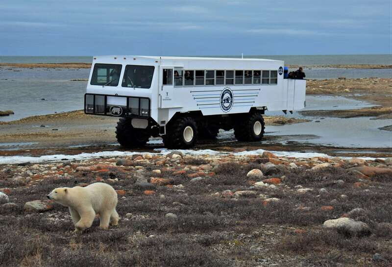 Churchill: Exclusive Tundra Buggy Day Trip - Good To Know