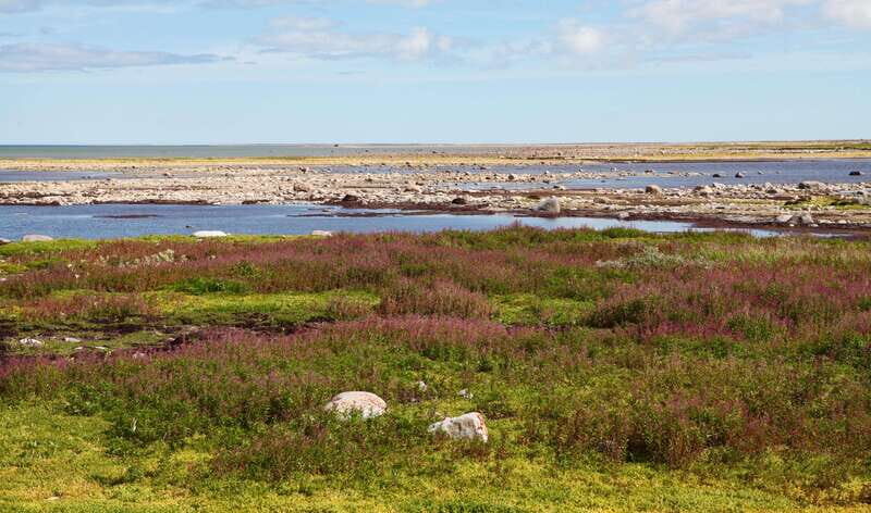 Churchill: Exclusive Tundra Buggy Day Trip - Final Thoughts