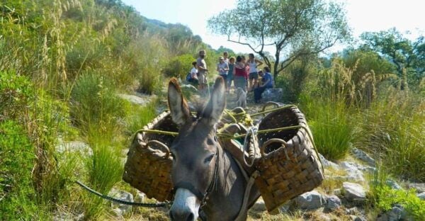 Cilento: Discovering the Art of Broom Spinning in Tortorella - Tips for a Memorable Day