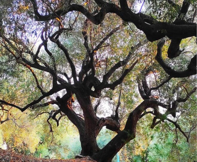 Cilento Olive Experience - Tasting and Sampling