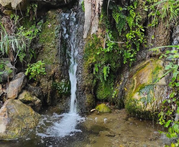Cilento Olive Experience - Tour and Farm Visit