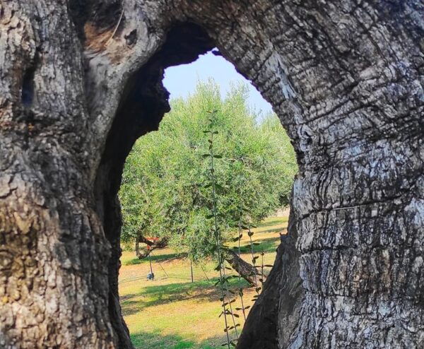 Cilento Olive Experience - Booking and Policies