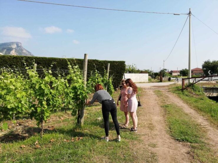 Cilentos Wine Tour: Discover the Secrets - Tour Pricing and Inclusions