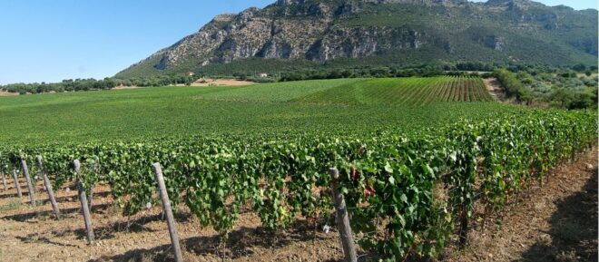 Cilentos Wine Tour: Discover the Secrets - Regions Heritage and Terroir