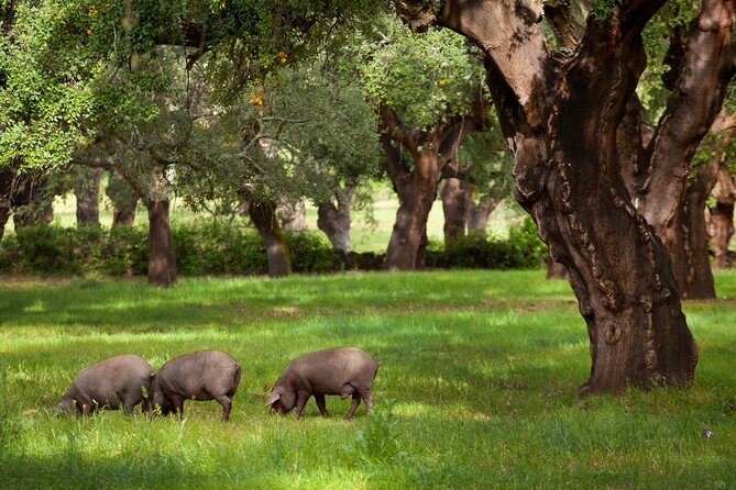 Cinco Jotas Almacén Visita Desde Sevilla Tour Privado - Expert Guided Tour