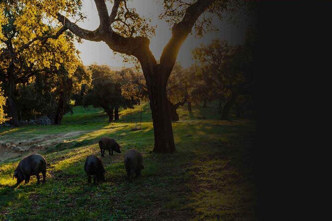 Cinco Jotas Almacén Visita Desde Sevilla Tour Privado - Booking Information