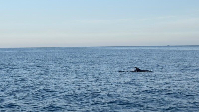Cinque Terre: Boat Tour with Snorkeling - The Value of the Experience