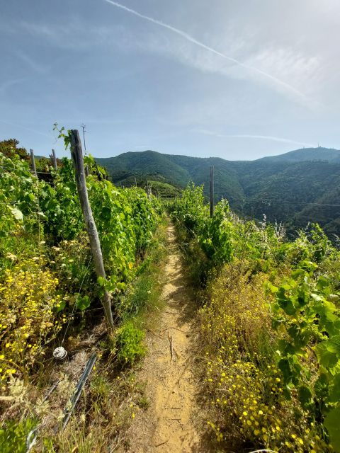 Cinque Terre from Riomaggiore to Manarola and vineyards - Authenticity and Expert Guidance