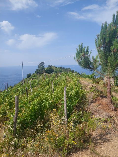 Cinque Terre from Riomaggiore to Manarola and vineyards - The Sum Up