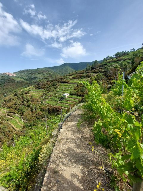 Cinque Terre from Riomaggiore to Manarola and vineyards - FAQ