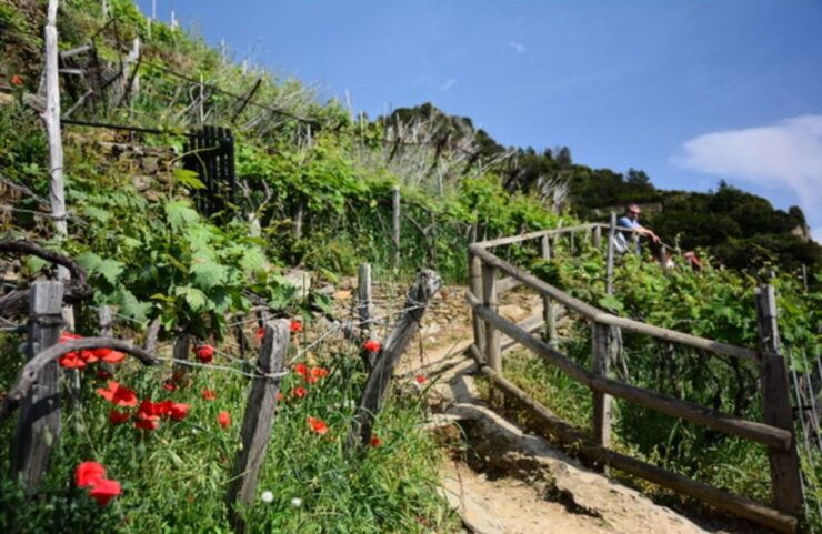 Cinque Terre: Private Day Trip From Florence With Lunch - Trip Details