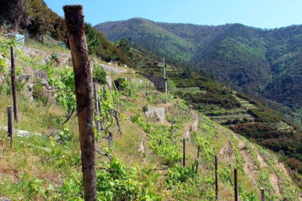 Cinque Terre Wine Tour and Tasting With the Somelier - Meeting Point