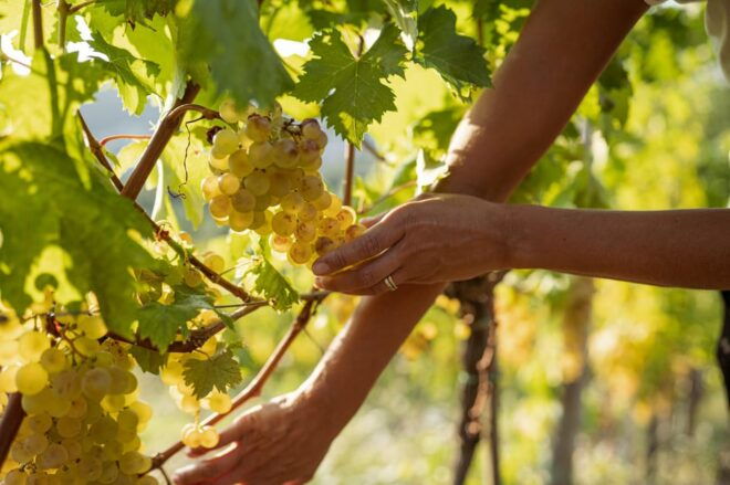 Cinqueterre: Wine Tasting in the Cellar With a Visit to the Vineyards - Local Products