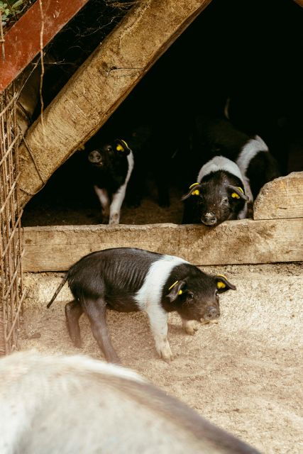 CINTA SENESE EXPERIENCE - Good To Know