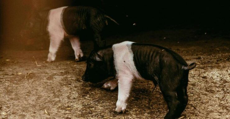 CINTA SENESE EXPERIENCE - Experience Highlights