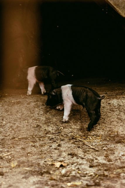 CINTA SENESE EXPERIENCE - Booking Information