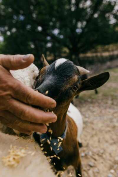 CINTA SENESE EXPERIENCE - Languages and Accessibility