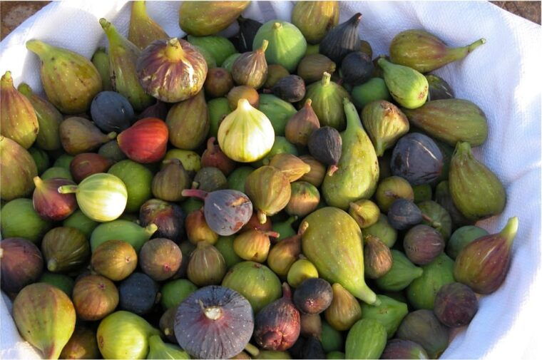 Cisternino: Make a Soap With Extra Virgin Olive Oil - Health and Environmental Advantages