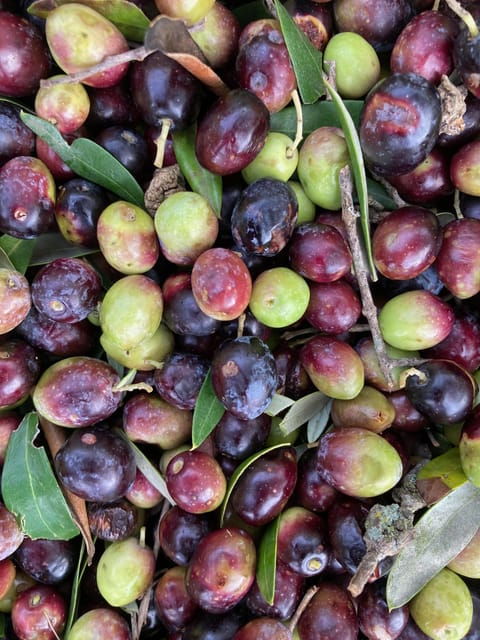 Cisternino: Make a Soap With Extra Virgin Olive Oil - Frequently Asked Questions
