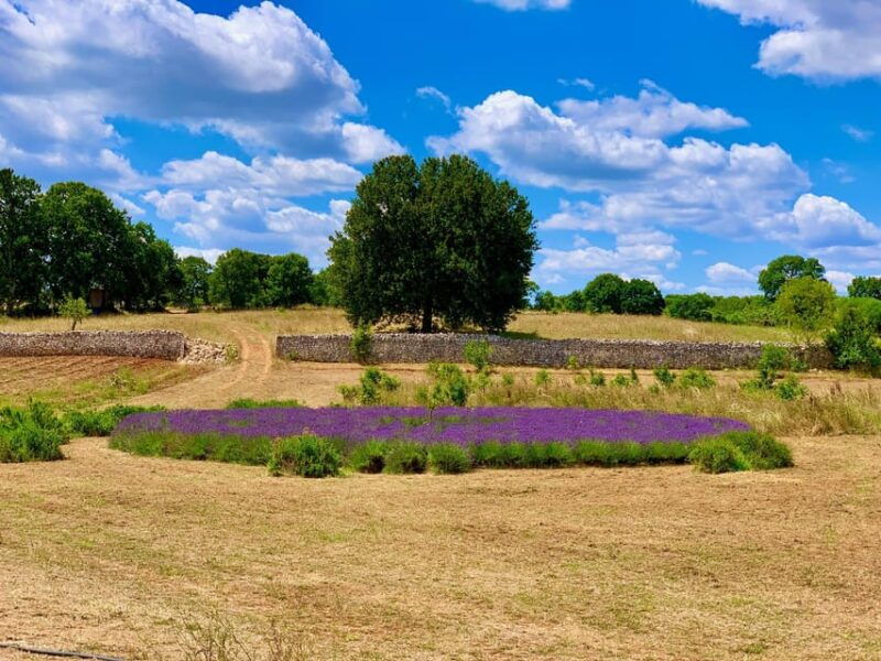 Cisternino: Natural Cosmetics Workshop - Instructor and Language