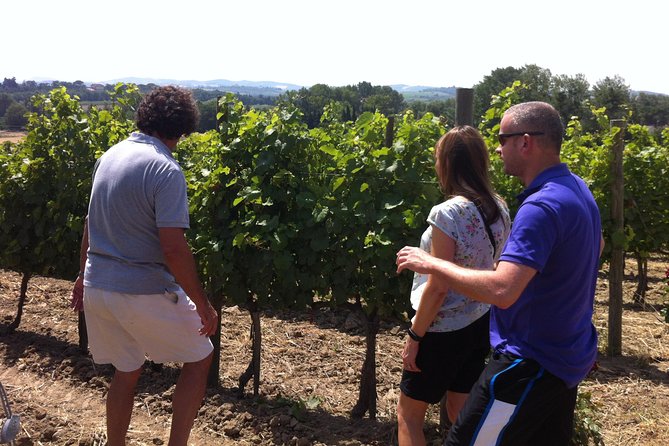 Cité De Carcassonne and Wine Tasting Private Day Tour From Toulouse - Tour Highlights