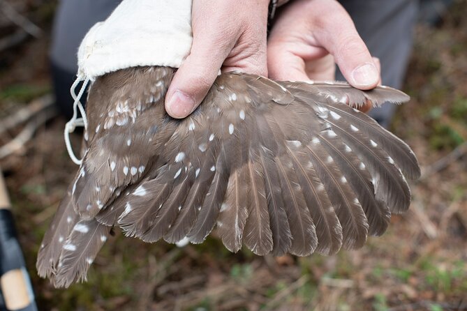 Citizen Science Monitor Owls in the Wilderness Near Tromsø - Inclusions