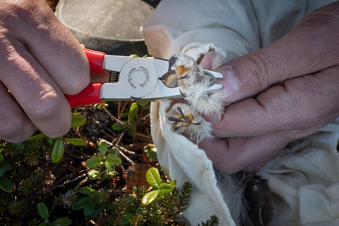 Citizen Science Monitor Owls in the Wilderness Near Tromsø - Cancellation Policy and Reviews