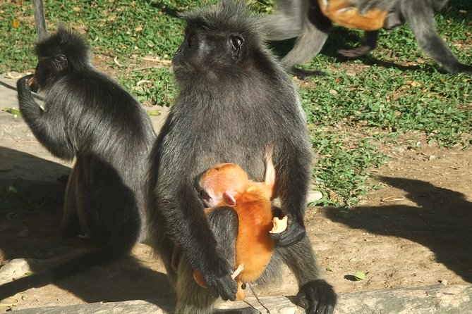 City, Batu Caves, Hot Spring, Silver Leaf Monkey & Fireflies Tour - Accessibility and Attire